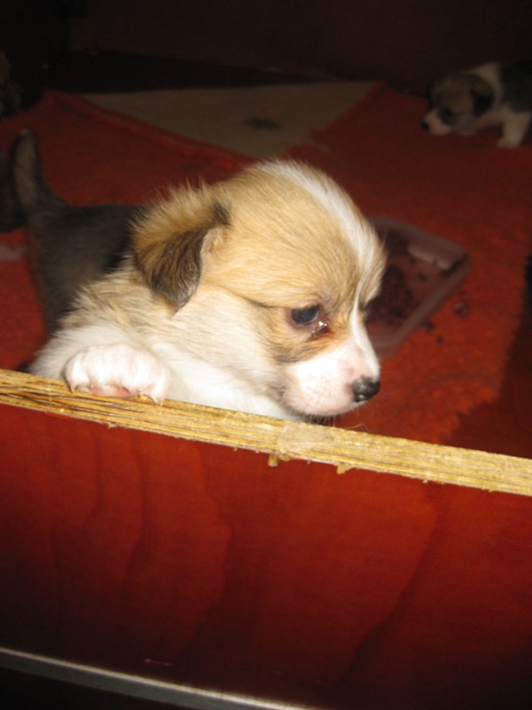 Puppies